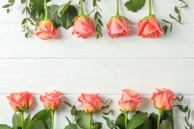 Flat lay composition with pink roses and space for text on light background