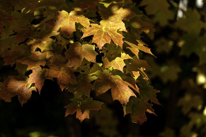 Maple leaves in shadows along on the Superior Hiking Trail in Lutsen, Minnesota