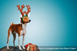 Dog wearing festive antlers standing on wooden table with present with blue background 56WVd4