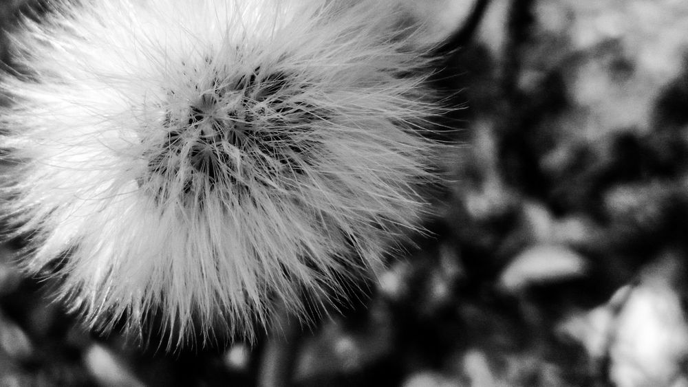 Close up of dandelion