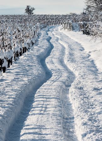 Snowy road in the fields of Alsace. Sunny winter day.