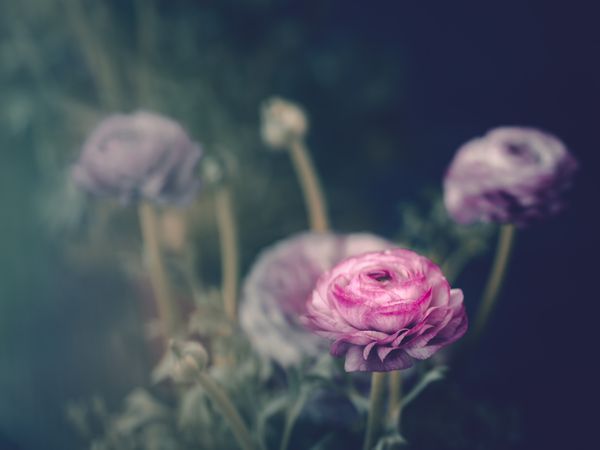 Pretty flower growing in garden