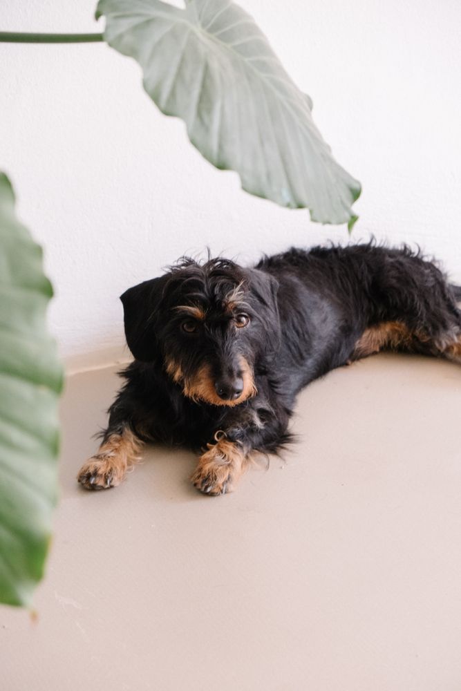 Cute dog under plant in home
