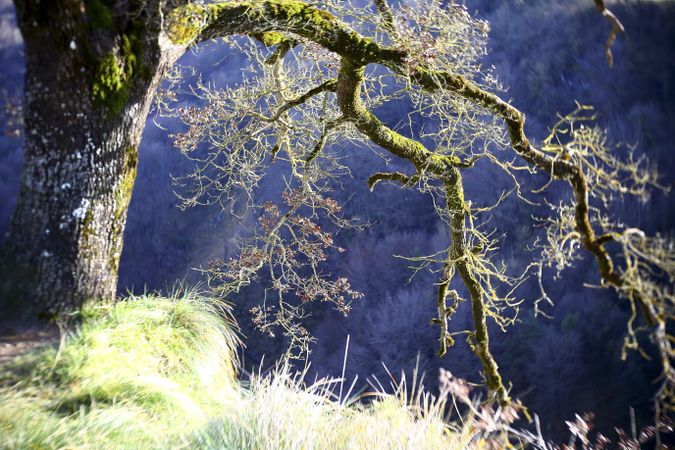 Autumn tree covered with moss