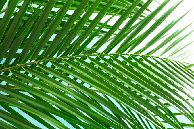 Beautiful palm leaves on light background, closeup. Exotic plant