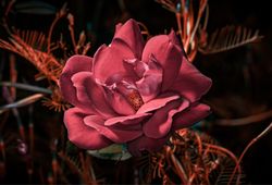 Red flower close up