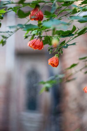Autumnal flowers in Old Tbilisi