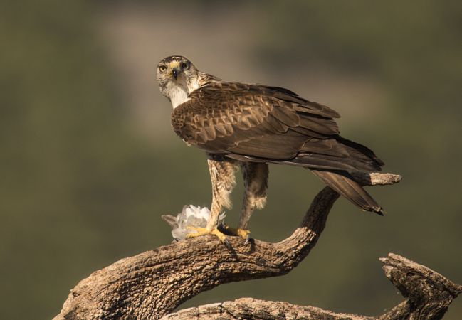 Furious wild eagle