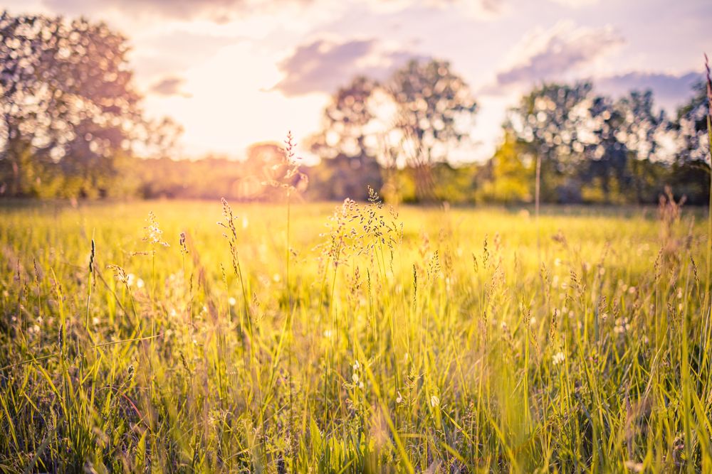 Long grass in a field surrounded by trees