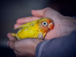 Adorable little nestling of yellow lovebird in hands of person