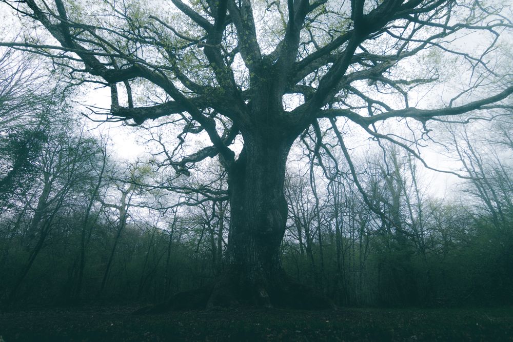 Old tree covered by moss