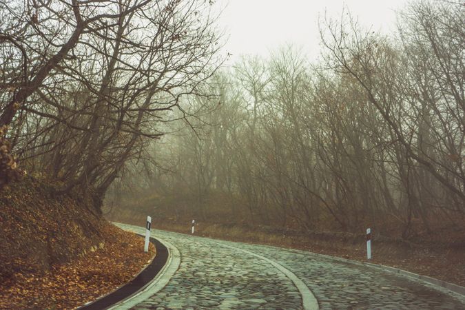 Fog on a forest road