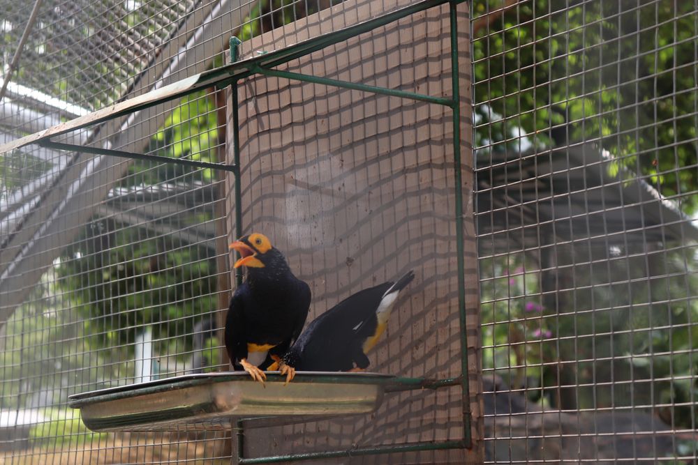 birds