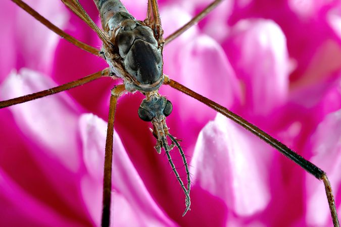 Mosquito on Flower Macro Shot