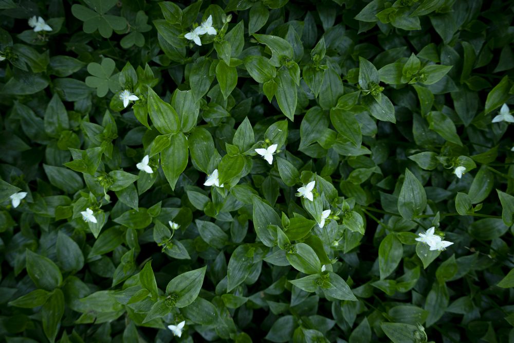 Ivy. Leaves of climbing plant with flowers. Lush green background of nature