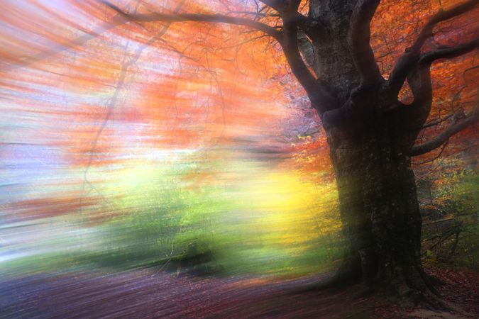 Blurred trees in forest