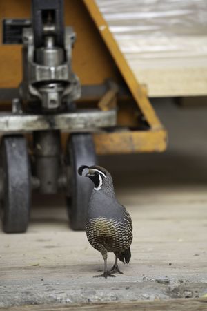 Quail In a workshop setting with an orange pallet jack in the background