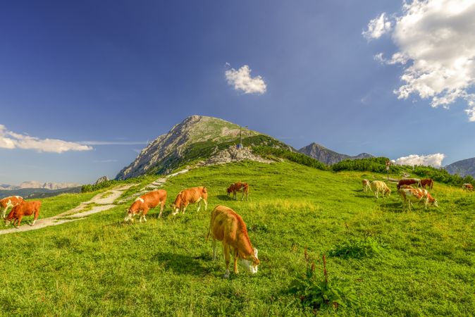 Cattles on Alpine meadow
