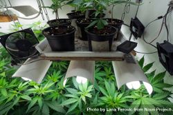 Various stages of marijuana plants 5lZ8ab