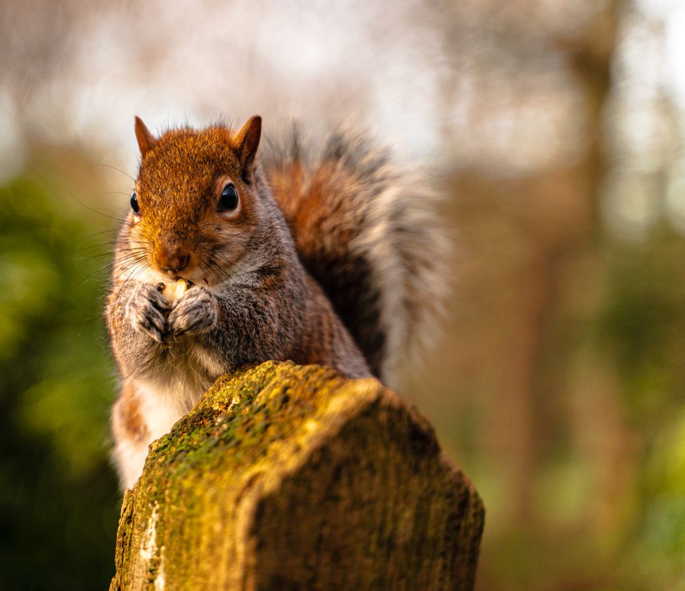 Brown squirrel on tree trunk