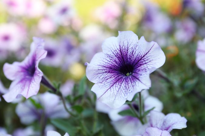 Beautiful violet ipomoea flowers outdoor in park