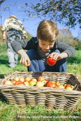 Happy boy putting apples in wicker basket from harvest 56Gxgz