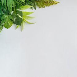 Tropical summer leaves in corner of square