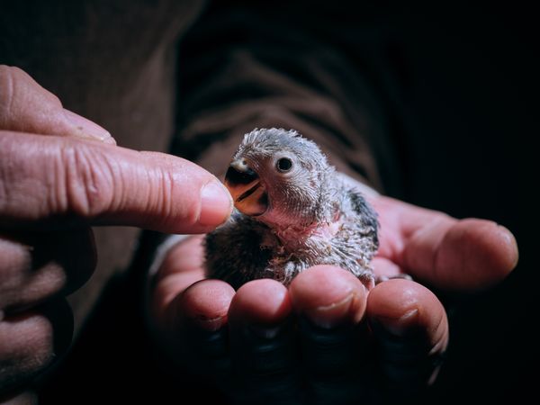 Crop lovebird chick sitting on hand