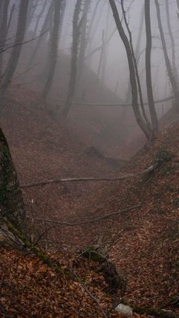 Misty fall  forest