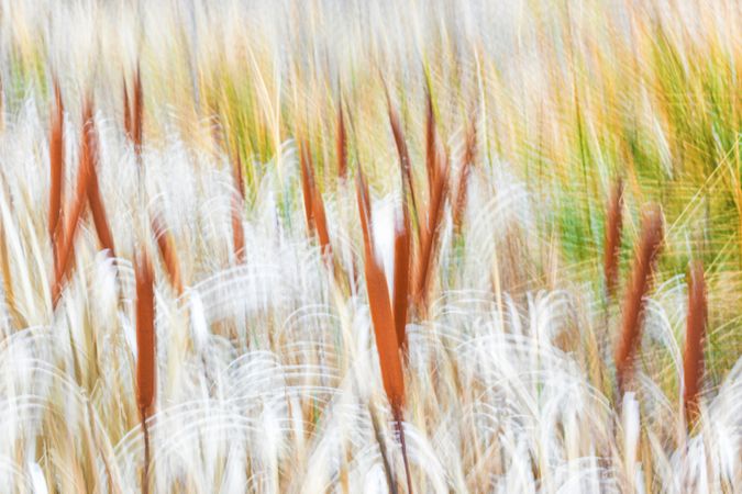 Typha plant in purple light