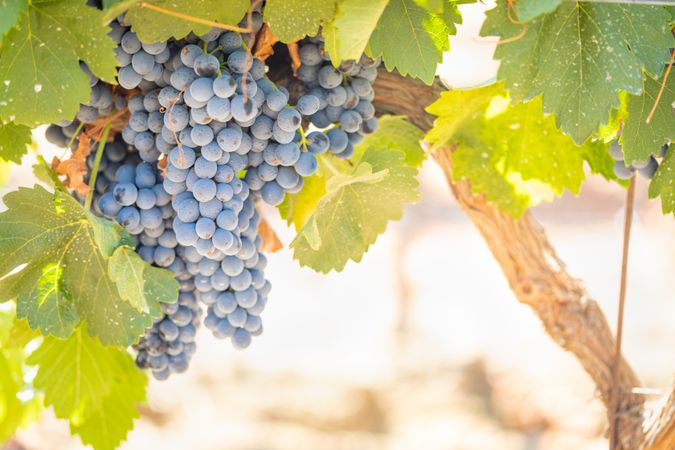 Vineyard with Lush, Ripe Wine Grapes on the Vine Ready for Harvest