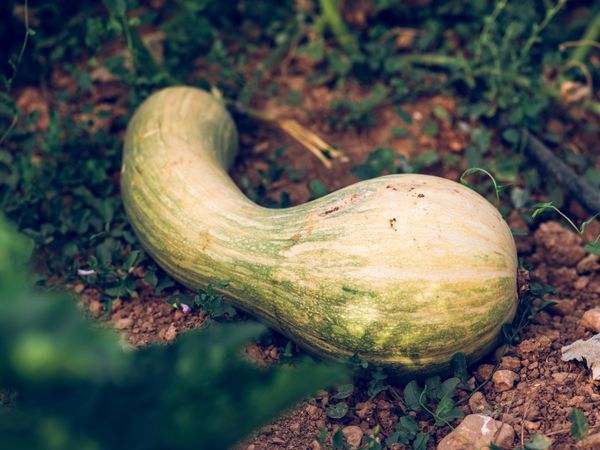 Curvy green pumpkin on ground