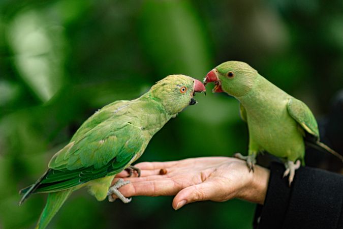 Two green parrots on person's hand