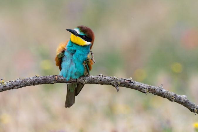 Bird standing on tree branch
