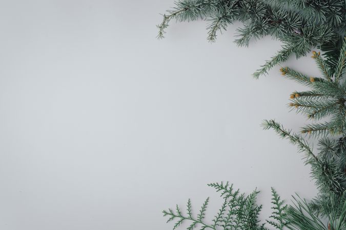 Christmas tree branch bordering left of light background