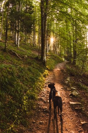Dog walking on path in green forest