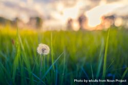 A close up of a dandelion in the grass bEDVn4