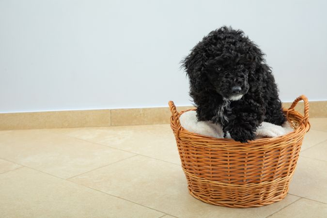 Cute poodle pet at home lying in basket