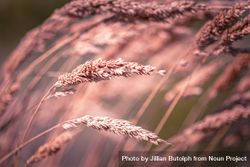 Long grass with pinkish hues from the sun bDOQ84