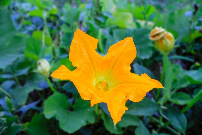 Orange flower in bloom outside