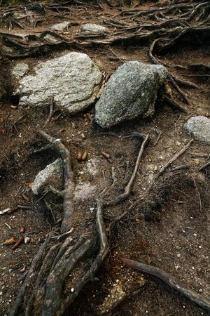Tree roots and gray stones in woods