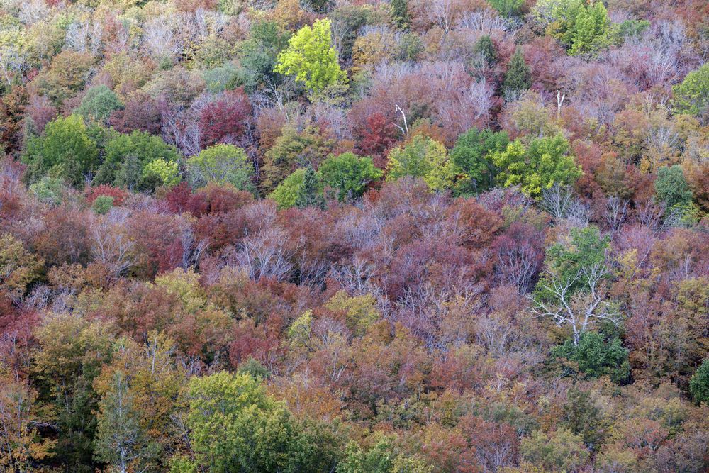 Autumn leaves in Lutsen, Minnesota