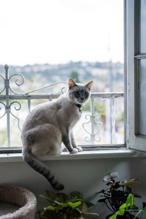 Tan cat sitting on windowsill