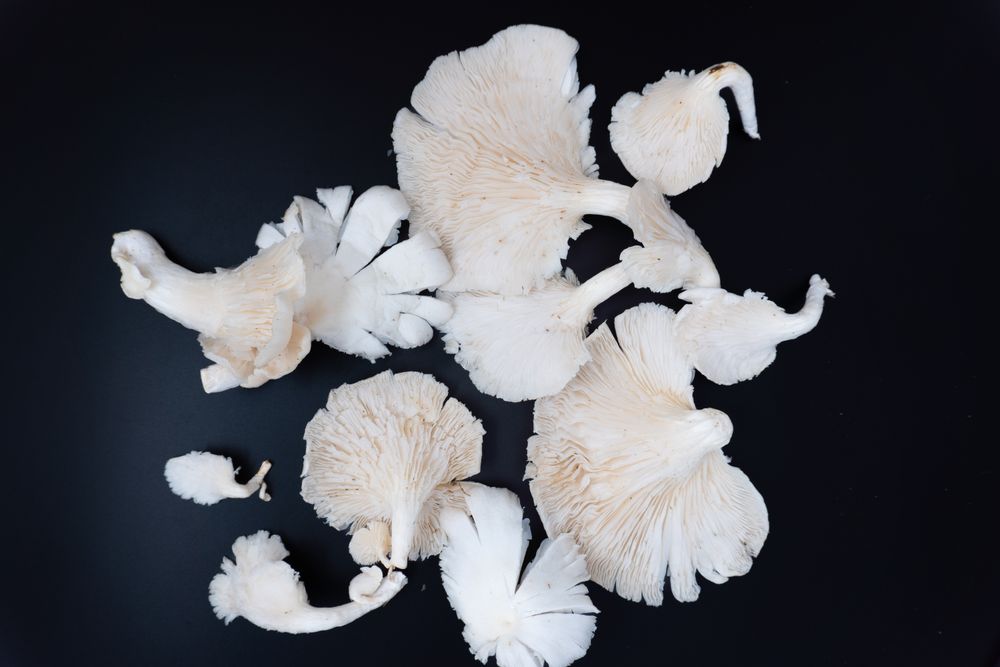 Fresh oyster mushrooms or tiram mushrooms