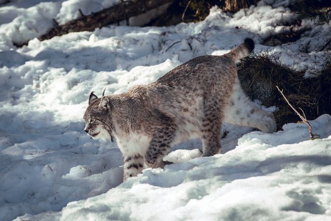 Lynx on hill near stones and snow