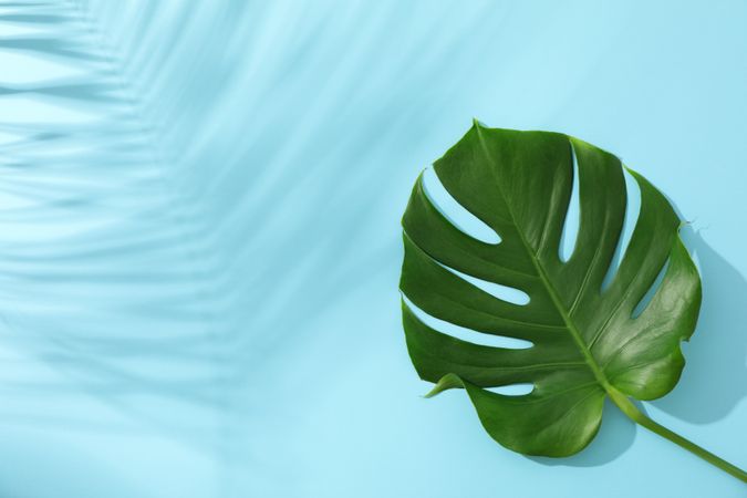Green monstera on blue background, space for text