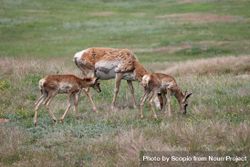 Brown deer and offspring on green grass field 47j9a5