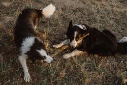 Border Collie dogs having fun together during stick game on dry grass in countryside