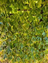 Boston Ivy