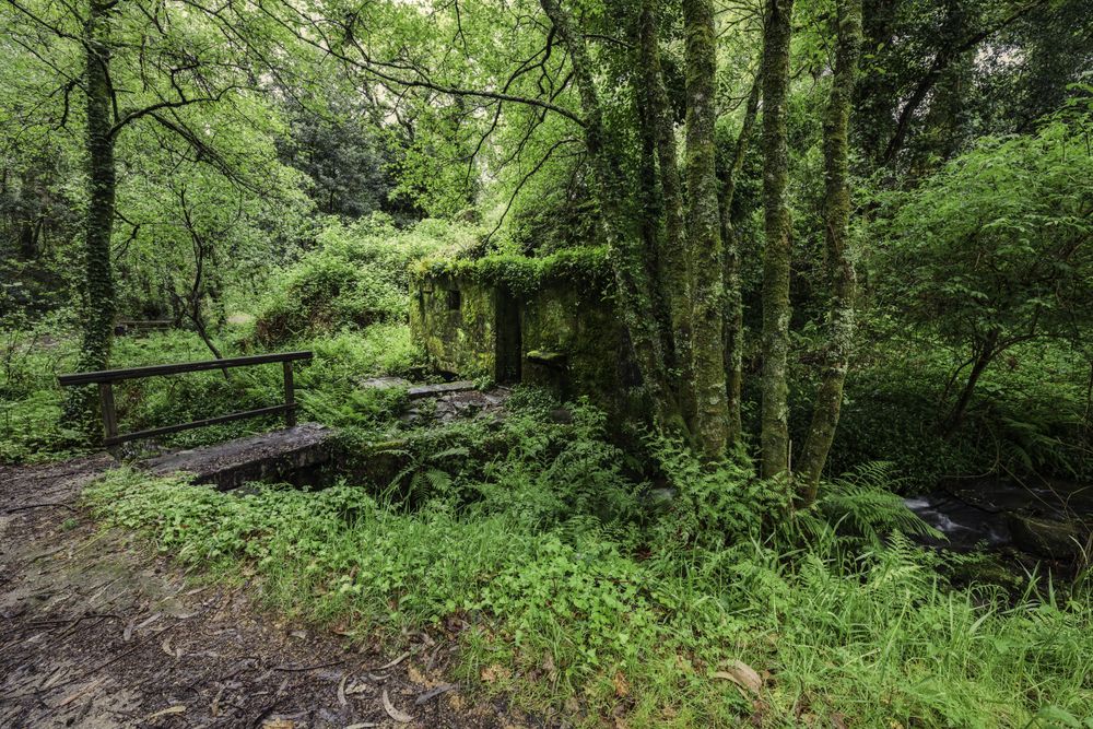 Old water mill in the forest, wooden bridge over stream